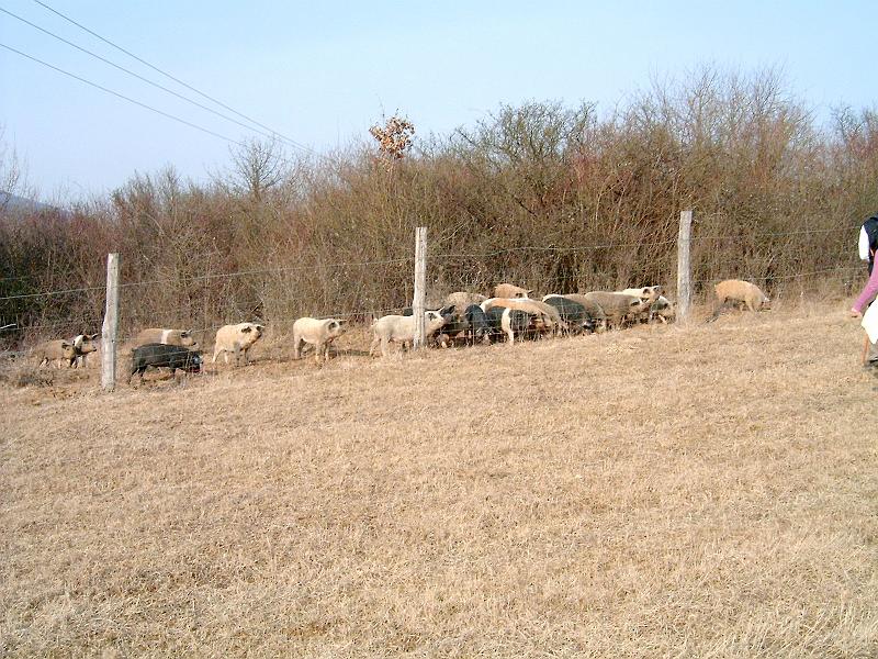 20110312 073.jpg